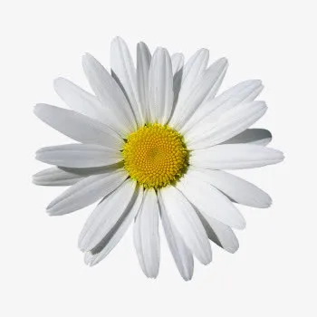 白色小雏菊免抠