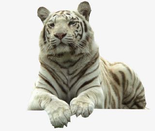 白色眺望的老虎素材免抠