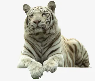 白色眺望的老虎素材免抠
