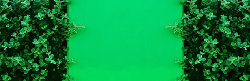 绿色背景绿叶图片