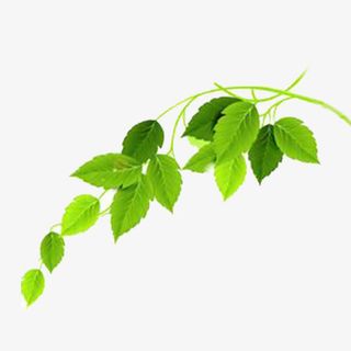 树枝叶免抠
