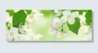 小清新春天白花背景高清