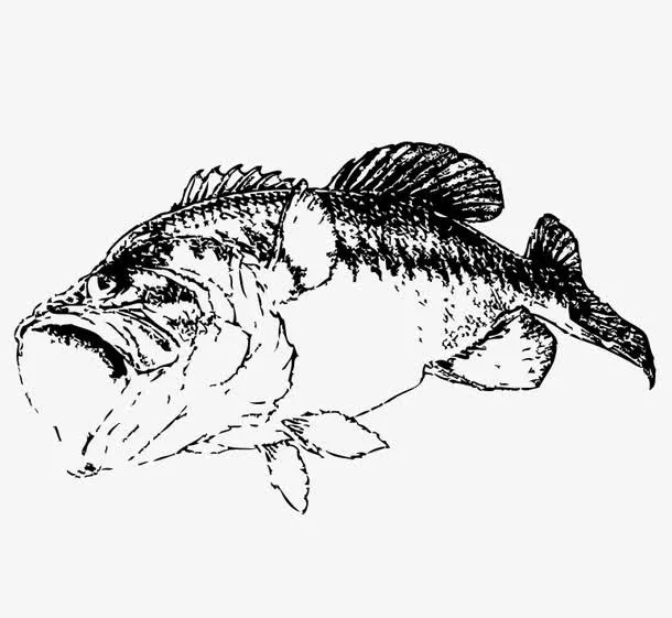 png黑白鱼免抠