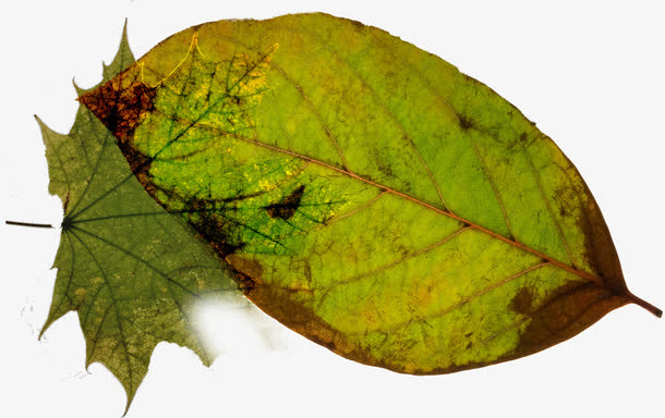 绿色春天树叶装饰干枯免抠