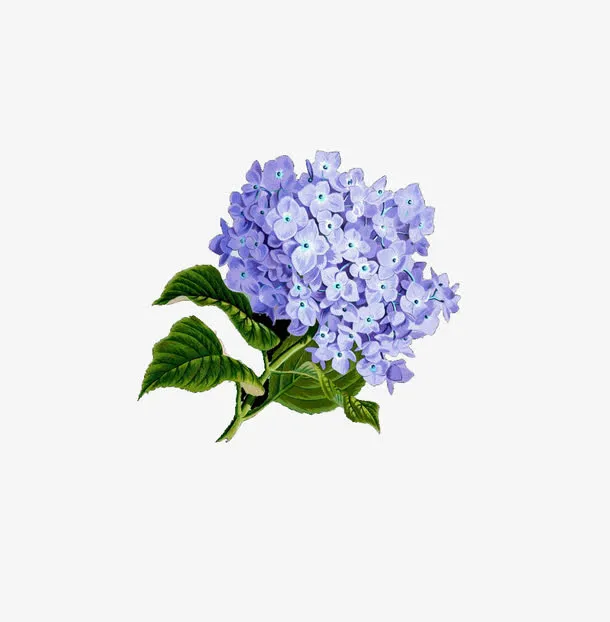 蓝色绣球花免抠
