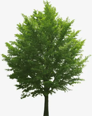 公园春天景观大树植物免抠