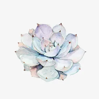 莲花多肉植物手绘免抠