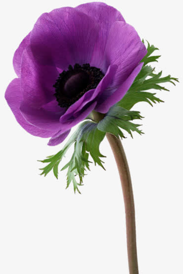 花开免抠