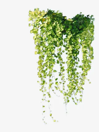 绿色叶子下垂png素材免抠