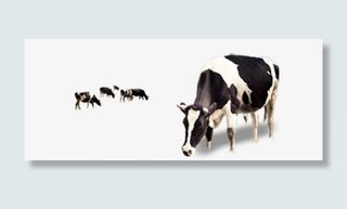 草原草地奶牛免抠