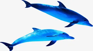 海豚免抠素材免抠