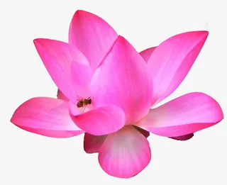 王莲花png免抠免抠