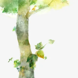 苍老的树干免抠