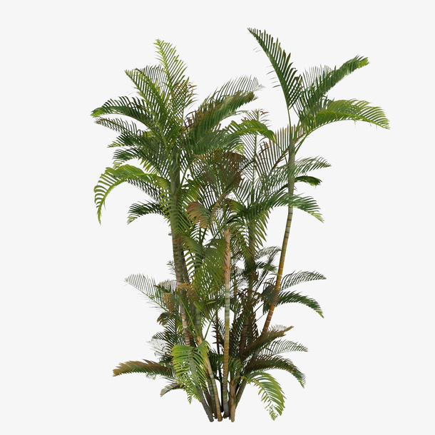 热带植物叶子（1500x1500）免抠