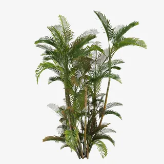 热带植物叶子（1500x1500）免抠