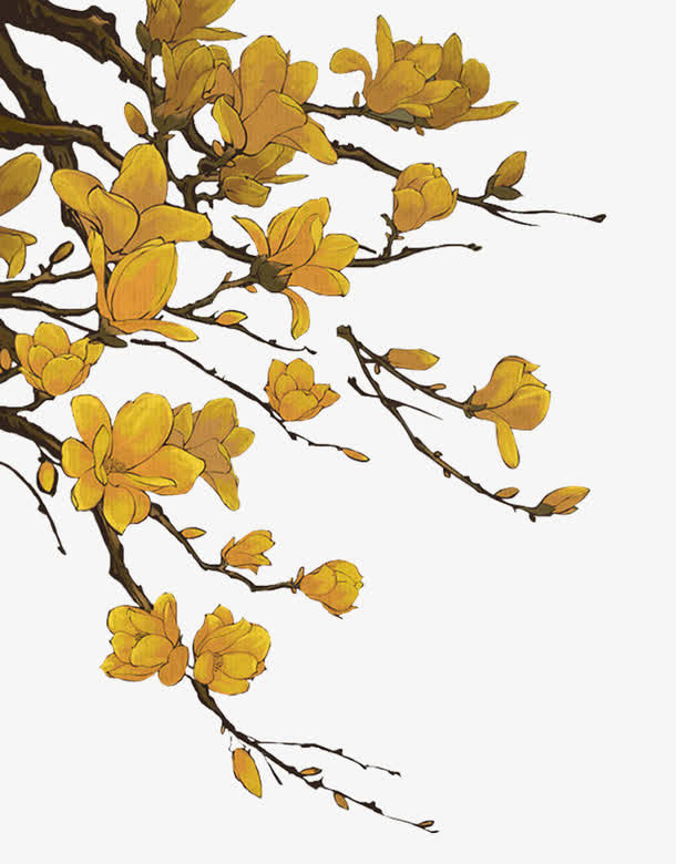 玉兰花开免抠