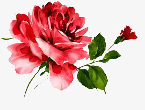 鲜色花朵免抠