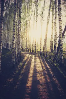 斑驳的杨树林海报背景