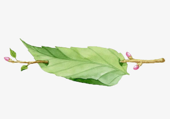 水墨手绘树枝树叶免抠