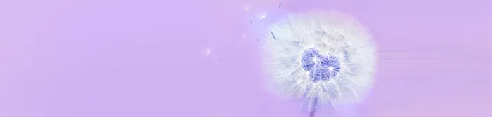 蒲公英背景高清