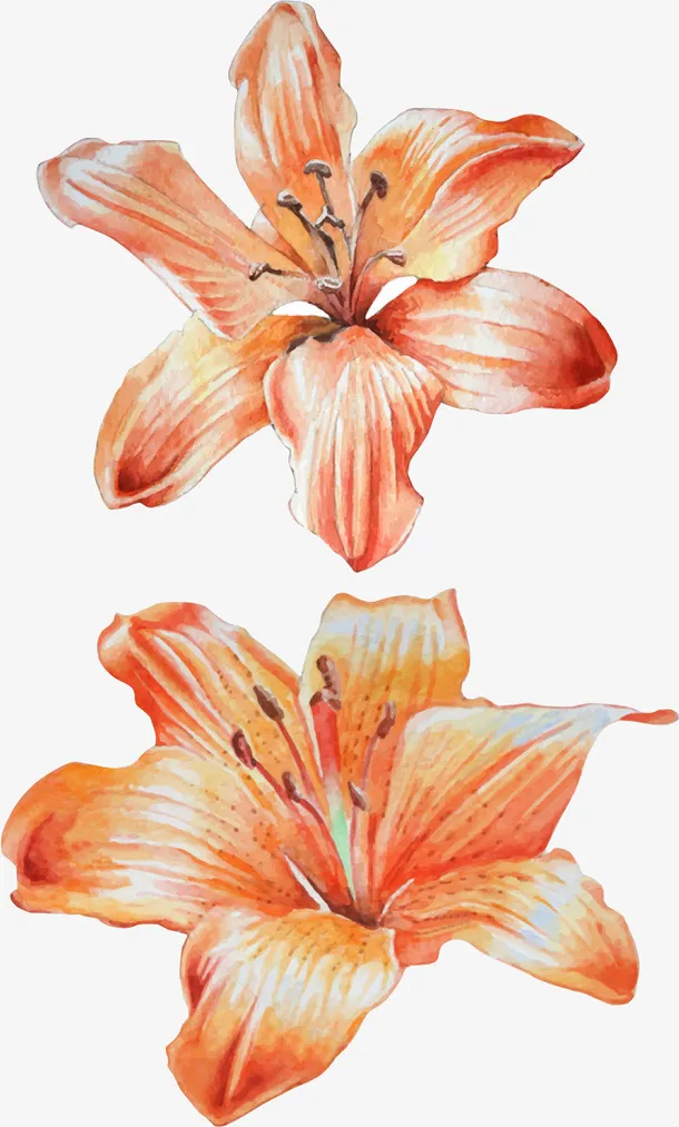 水彩两朵花免抠