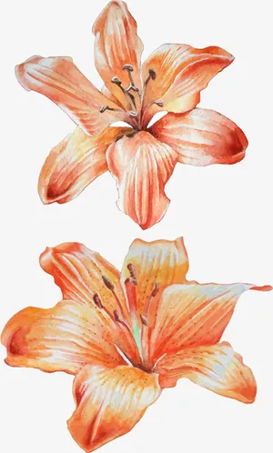 水彩两朵花免抠
