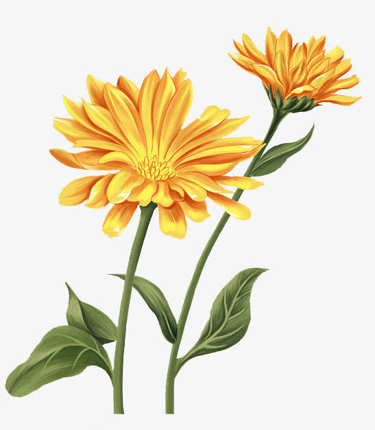 卡通黄花绿叶装饰素材免抠