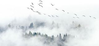 极简北欧宜家风格飞鸟松树林云雾电视背景墙高清