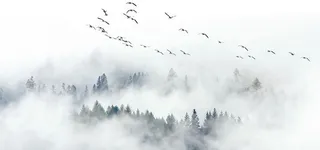 极简北欧宜家风格飞鸟松树林云雾电视背景墙高清