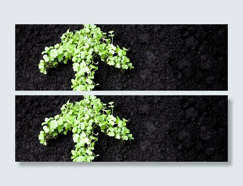植物箭头背景高清