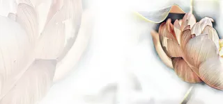 中国风荷花高清