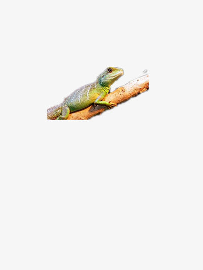 壁虎免抠