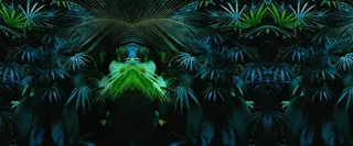 绿色热带丛林海报背景