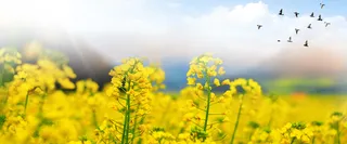 油菜花节海报背景高清