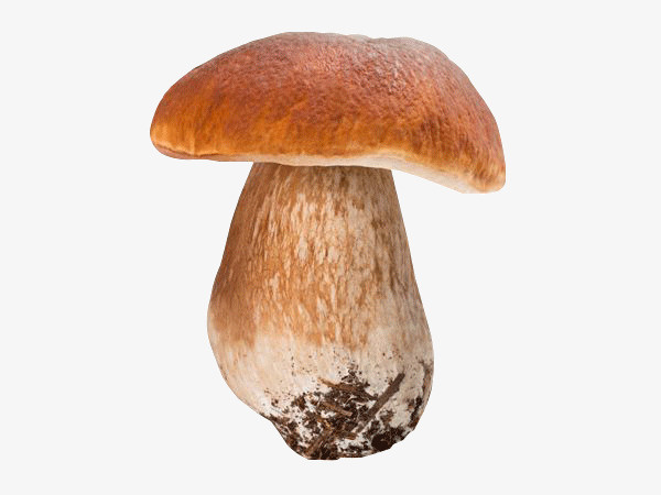 牛肝菌 野生菌 菌子免抠