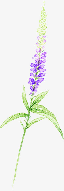 春天紫色鲜花植物装饰免抠
