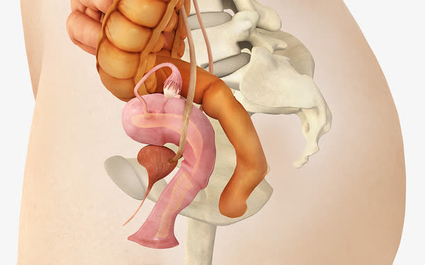人类生殖器泌尿系统免抠