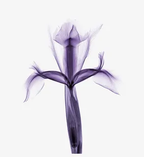 鸢尾花装饰免抠