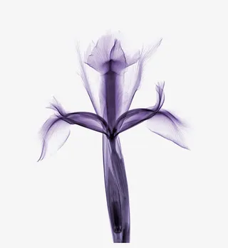 鸢尾花装饰免抠