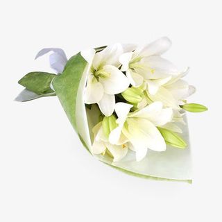 白色康乃馨免抠