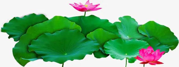 中秋节绿色荷叶花朵海报免抠