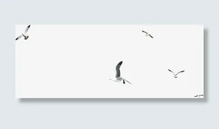 一群空中飞翔的海鸥免抠