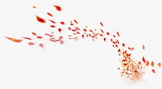 飞舞的花瓣免抠