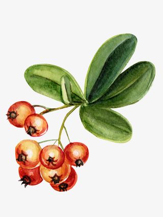 卡通手绘黄色的枇杷免抠