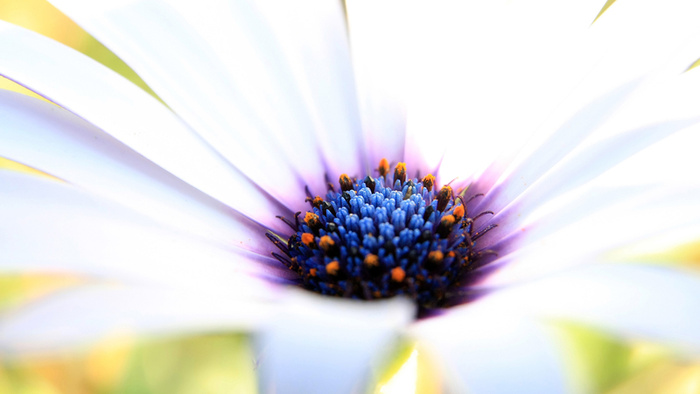 白叶蓝紫花蕊的近距离写真高清