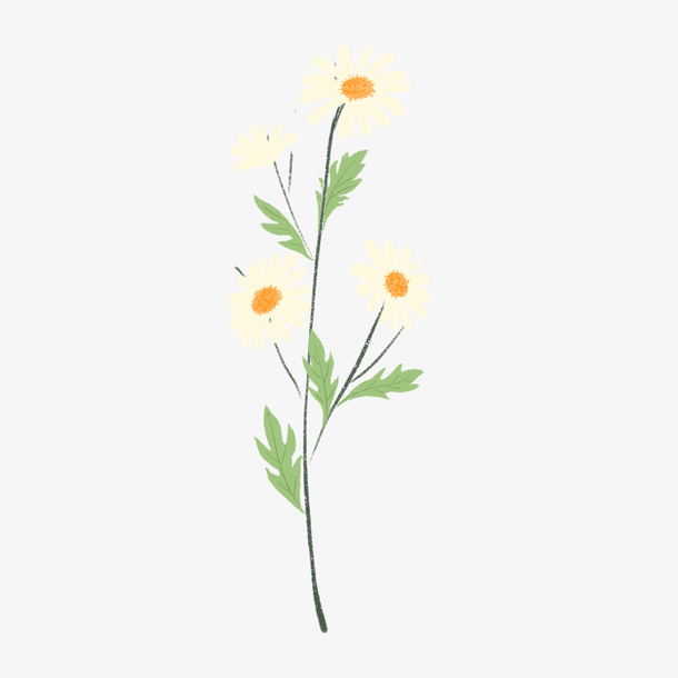 花花草草 小雏菊 菊花 手绘 花朵免抠