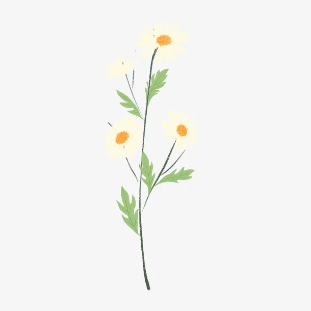 花花草草 小雏菊 菊花 手绘 花朵免抠