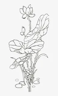 线条荷花儿png图免抠