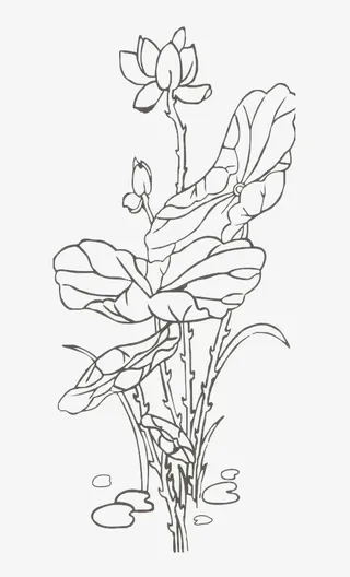 线条荷花儿png图免抠