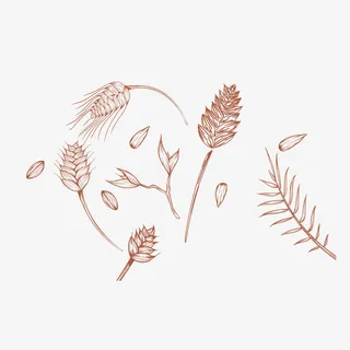 矢量手绘农作物燕麦粒免抠